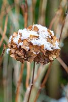 Dried Hydrangea flower with snow