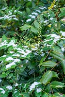 Mahonia japonica - Japanese Mahonia 