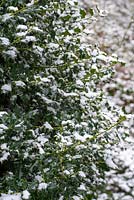 Ilex - Holly covered in snow. 