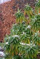 Euphorbia mellifera - Canary spurge
