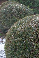 Balls of Phillyrea angustifolia - Narrow-leaved mock privet