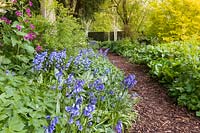 Lunaria annua, bluebells and Pulmonaria are among the plants in The Shade Garden at Wollerton Old Hall, Shropshire, UK. 