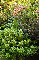 Pittosporum tobira 'Nanum' in border with other shrubs and perennials. 