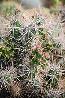 Opuntia invicta  - the Horse Crippler Cactus from Mexico
