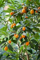 Fortunella japonica - Kumquat