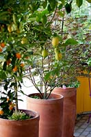 Group of containers on balcony with Citrus limon and Citrus fortunella japonica and Acer japonicum