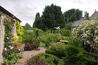 Rosa 'Gertrude Jekyll' climbing house in cottage garden