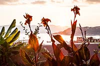 Canna indica 'Tropicana' on terrace with view of Lerici harbour