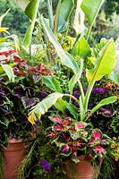 Group of summer containers - plants include Ensete ventricosum, Alpinia and Petunia 'million bells'