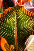 Canna indica 'Tropicana' - detail of large leaf