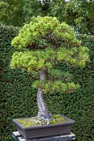 Pinus austriaca 'Bonsai tree'