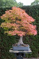 Acer palmatum 'Bonsai tree'