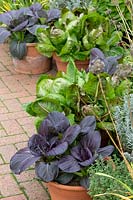 Chinese lettuces, Pak Choi, growing in pots.