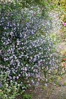Symphyotrichum turbellinum 'Smooth Violet Prairie Aster'
