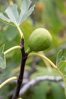 Ficus 'Bourjasotte'