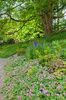 View over flower bed of Aconitum, Geranium and Euphorbia up bank to Quercus - Oak tree