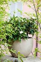 New Guinea Impatiens in pot near Phyllostachys - Bamboo