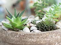 Container with succulent mini plants. Mulch finished with sea shells.