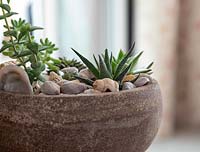 Container with succulent mini plants using light compost and vermiculite on a bed of drainage stones.  Mulch finished with sea shells. 