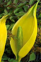 Lysichiton americanum - Yellow Sunk Cabbage
