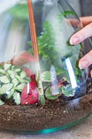 Using a long paint brush to move compost inside a terrarium