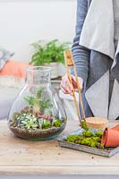 Woman using wooden tongs to place moss inside a terrarium