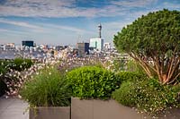 Pinus sylvestris 'Watereri' in mixed planter on roof terrace with London skyline 