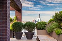 Phillyrea angustifolia in containers on roof terrace with view to London skyline 