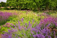 The Perennial Meadow and Katsura Grove at Scampston Hall Walled Garden, North Yorkshire, UK. Planting includes Nepeta racemosa 'Walker's Low', Salvia x sylvestris 'Amethyst', Phlomis russeliana and Knautia macedonica