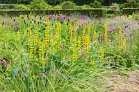 The Perennial Meadow at Scampston Hall Walled Garden, North Yorkshire, UK. Planting includes Thermopsis caroliniana, Festuca mairei and Rudbecia occidentalis.