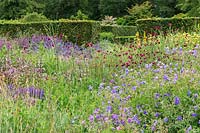 The Perennial Meadow at Scampston Hall Walled Garden, North Yorkshire, UK. Planting includes Geraniums, Dianthus carthusianorum, Knautia macedonica and a dark-leaved Penstemon, with a clipped Beech hedge - Fagus sylvatica.