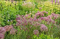 The Perennial Meadow at Scampston Hall Walled Garden, North Yorkshire, UK. Planting includes Allium cristophii, Dianthus carthusianorum, geraniums and Phlomis russeliana