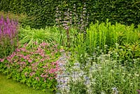 The Spring and Summer Box Borders backed by Beech hedges - Fagus sylvatica - with a pink and purple perennial planting combination of Salvia, Astrantia, Phlomis and Eryngium. Scampston Hall Walled Garden, North Yorkshire, UK. 