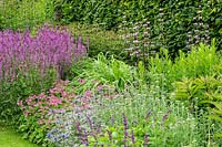 The Spring and Summer Box Borders with a purple and pink planting combination, including Salvia, Astrantia, Phlomis, Eryngium and Nepeta at Scampston Hall Walled Garden, North Yorkshire, UK. 