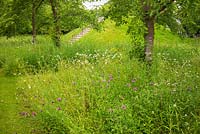Meadow of wildflowers and grasses planted under Prunus x yedoensis - Yoshino cherry trees at Scampston Hall Walled Garden, North Yorkshire, UK. 