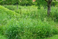 Wildflower meadow in The Mount garden at Scampston Hall Walled Garden, North Yorkshire, UK. 
