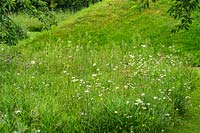Leucanthemum vulgare - Ox Eye Daisies - in a meadow of wildflowers and grasses. 
