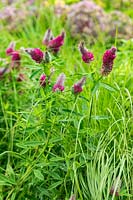 Trifolium rubens - Ruddy clover
