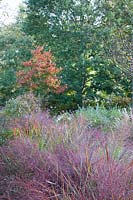 Autumn foliage, grasses including Panicum virgatum 'Hanse Herms'  Radcot House, Oxfordshire, UK