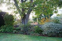 Autumn border with Ferns and Cornus controversa 'Variegata'.  Radcot House, Oxfordshire, UK