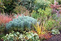 Autumn planting with Cotinus, grasses, Verbena, Rudbeckia, Ceratostigma plumbaginoides and Euphorbia. Radcot House, Oxfordshire, UK