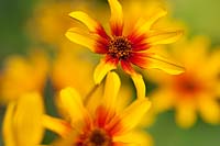 Heliopsis helianthoides v. scrabra 'Burning Hearts' - False Sunflower