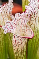 Sarracenia cv Bella - Pitcher Plant