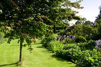 Flowering tree and borders in country garden. 