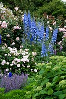 Rosa and Delphinium 'Summer Skies' in mixed blue and pink border. 