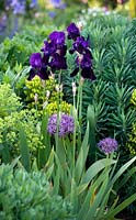 Iris and allium in mixed border