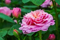 Rosa 'Eustacia Vye' Ausegdon - English Rose