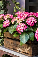 Hydrangea in bloom displayed in wooden crate. 