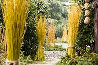 Tied bundles of Cornus sericea 'Flaviramea' - Dogwood - decorate a garden