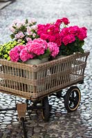 Wicker cart with buckets of cut flowers: Hydrangea macrophylla and Chrysanthemum santini, Rosa 'Barburry' - Rose and Dianthus 'Farida'